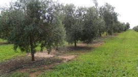 Plantation and Management of new olive orchards