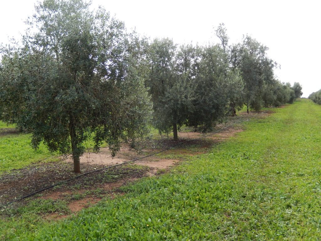 Bahçe Tesisi ve Yönetimi